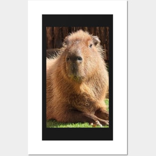 Capybara Posters and Art